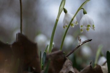 wild spring snowflake flowers in a forest