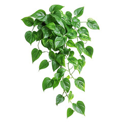 A Lush Green Pothos Plant with Trailing Vines Isolated on Transparent Background