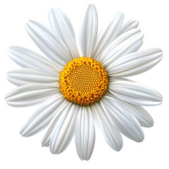White rose flowers isolated on white background
