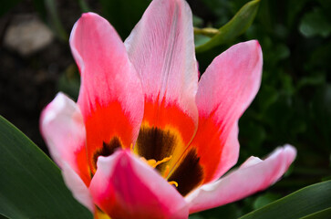 pink tulip. Beautiful, bright pink tulip flower blooming in the garden on a spring day, pink tulip with amazing petals, spring flowerclose-up