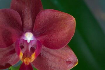 closeup of dark red orchid flower