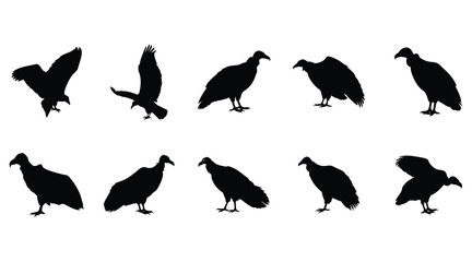 Obraz premium Vulture Silhouette Vector Set - Bird of Prey Clipart for Wildlife Designs
