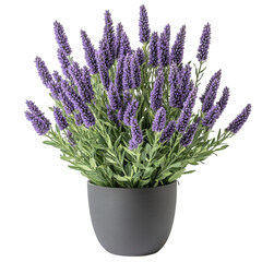 Fototapeta premium Lavender Plant in Pot Isolated on Transparent Background