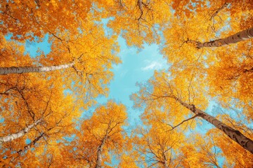A Stunning View Of Vibrant Yellow And Gold Autumn Leaves Against A Bright Blue Sky, Showing The