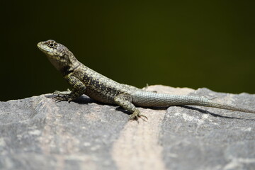 The Tropidurus hispidus is a close relative of the iguanas and is found throughout Central and South America, preferring sandy or rocky areas. Fortaleza Ceará, Brazil.