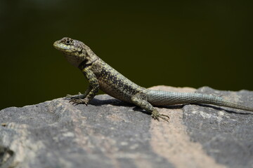 The Tropidurus hispidus is a close relative of the iguanas and is found throughout Central and South America, preferring sandy or rocky areas. Fortaleza Ceará, Brazil.