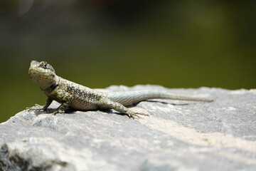The Tropidurus hispidus is a close relative of the iguanas and is found throughout Central and South America, preferring sandy or rocky areas. Fortaleza Ceará, Brazil.