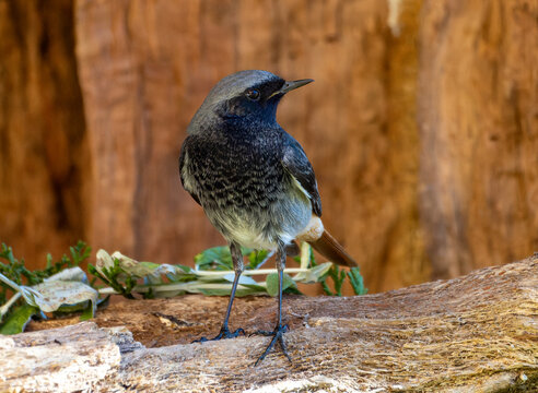 Small Colirojo Tizon bird, perched on the trunk