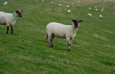 The sheep lamb in the verdant meadows. Sheep on an farm. Sheep eating grass on a field. Sheep grazing in an alpine meadow. © Volodymyr