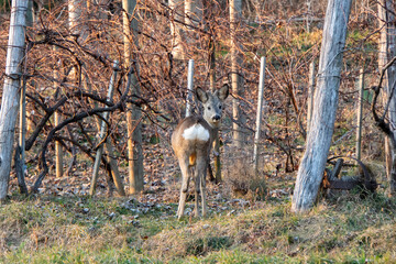 Rehe stehen im Weingarten