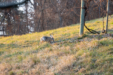 Feldhase hoppelt im Weingarten