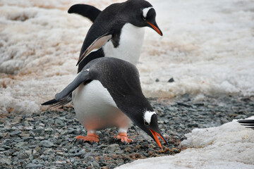 A Gentoo penguin  stretches for a morsel of food on a rocky beach in Antarctica.