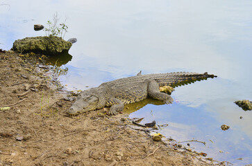 A large crocodile lies on the shore of the lake