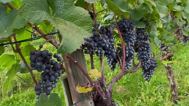 Beautiful aerial footage of a Vineyard in Vaduz Liechtenstein