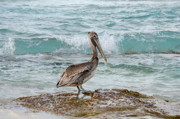 Pelican by the ocean shore