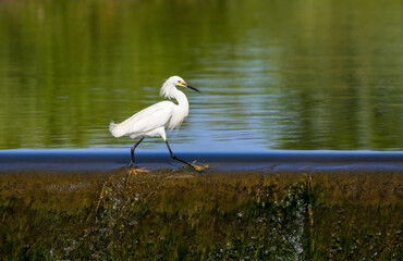 A Snowy Egret bird walking across a peaceful creek on the edge of a calm water spillway.