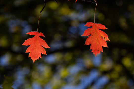 Orange color leaves on tree branch in autumn, blurred background, with copy space.