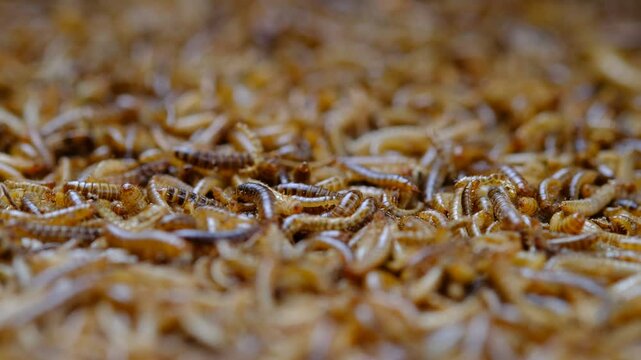Larvae of alphitobius diaperinus is a popular feed ingredient that is widely used to give to reptiles, songbirds and other poultry.