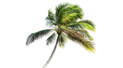 Tropical palm tree, cut out
