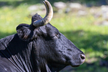 A black bull (Bos taurus) in profile, peacefully resting in a sunlit meadow. The close-up highlights its powerful features, curved horn, and textured skin