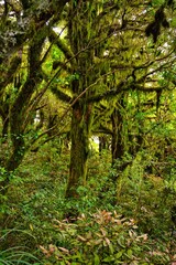 Forests of Taranaki National Park