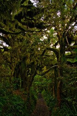 Forests of Taranaki National Park