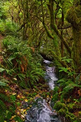 Streams in Taranaki National Park
