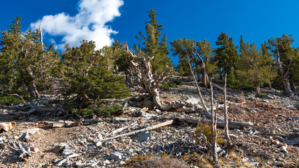 Langlebiger Kiefernwald im Great Basin Nationalpark