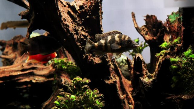 Zebra mbuna cichlid swimming in freshwater aquarium with driftwood and plants