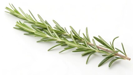 Fototapeta premium Rosemary Sprig on White Background