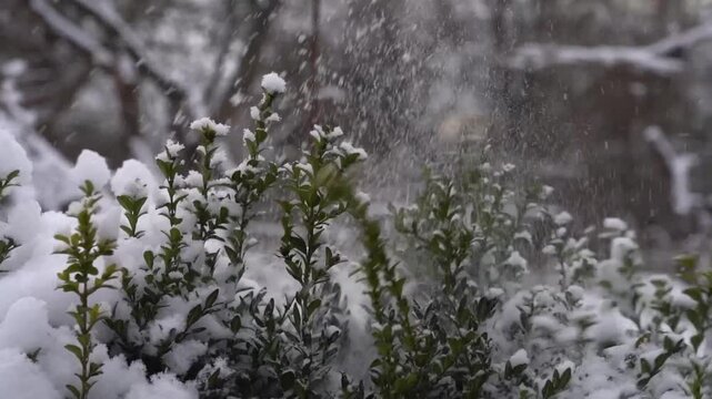 Slow camera movement along snowy boxwood background.