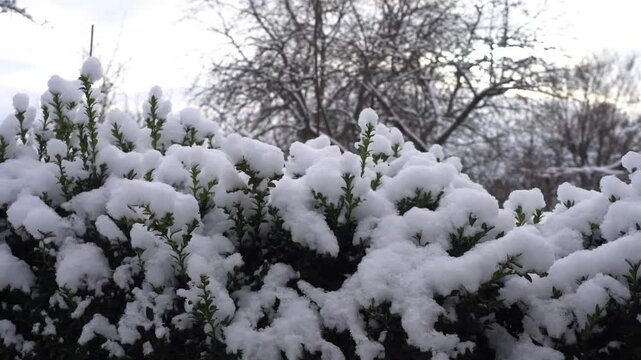 Slow camera movement along snowy boxwood background.