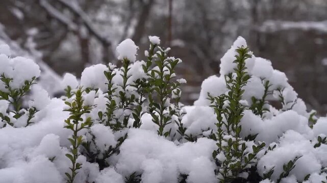 Slow camera movement along snowy boxwood background.
