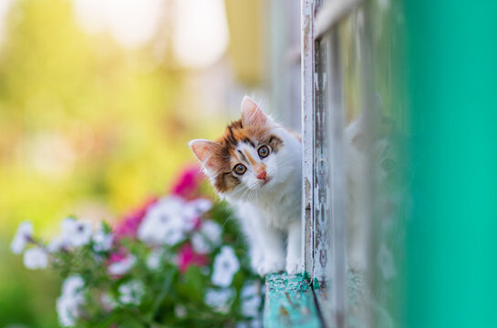 little cute curious kitten walking on the window ledge of a country house among bright flowerpots in a summer garden