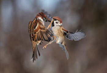 birds sparrows sort things out spreading their wings and flying against the background of a brown...