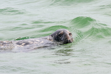 Fototapeta premium A solitary Cape Cod seal glides through the ocean waters near a sandy shoreline on a fall day. 