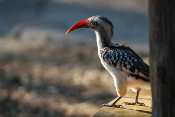 red billed hornbill