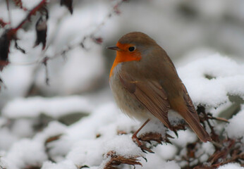 robin on snow