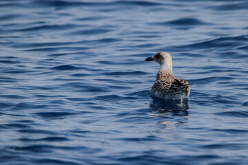 Bobbing on the Ocean 