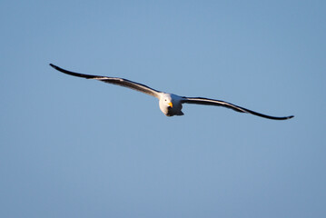 Sea Gull