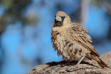 Communal Weaver 