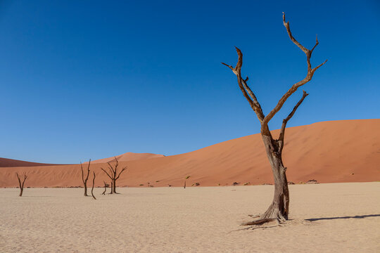 Deadvlei - Powered by Adobe