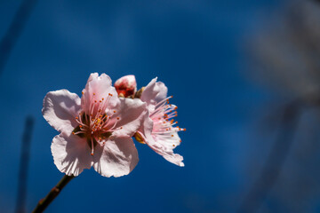 Peach blossom 