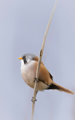 bearded reedling