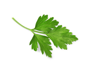Sprig of fresh parsley isolated on white, top view