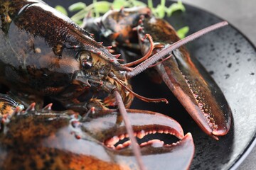 Raw lobster and microgreens on grey table, closeup