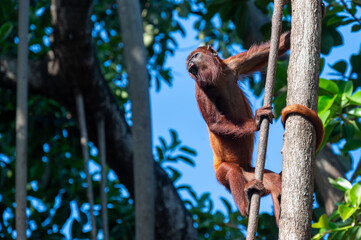 Howler monkey in tree in Costa Rica.