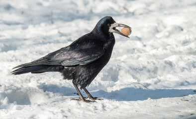 blackbird in snow