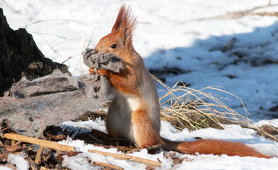 squirrel in the snow