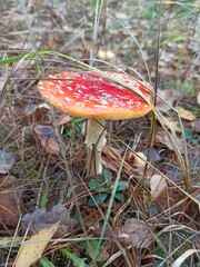 Bright red fly agaric mushroom with white spots